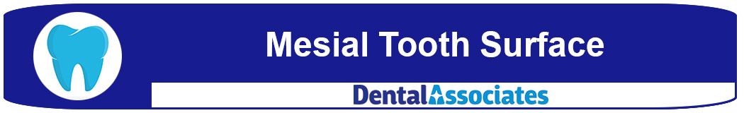 What is the mesial tooth surface?