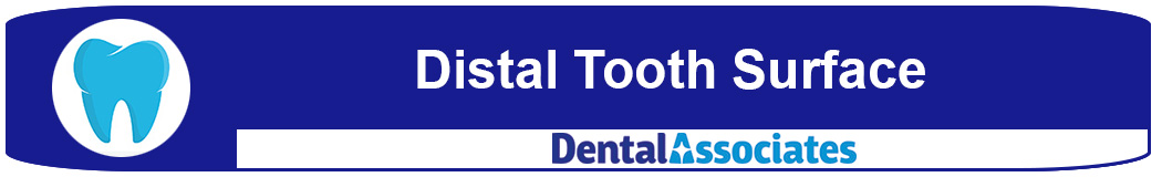 What is the distal tooth surface? 