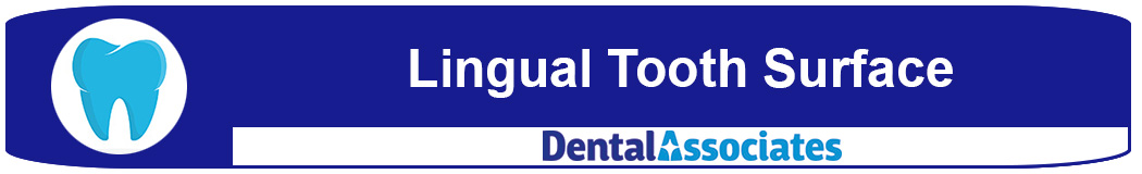 What is the lingual tooth surface?